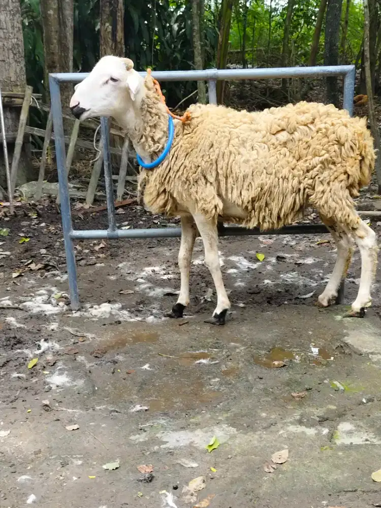 Kambing Qurban murah gemuk