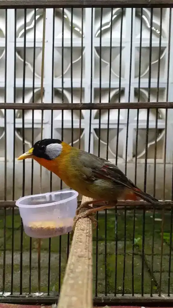 Pancwrna rawatan mulus