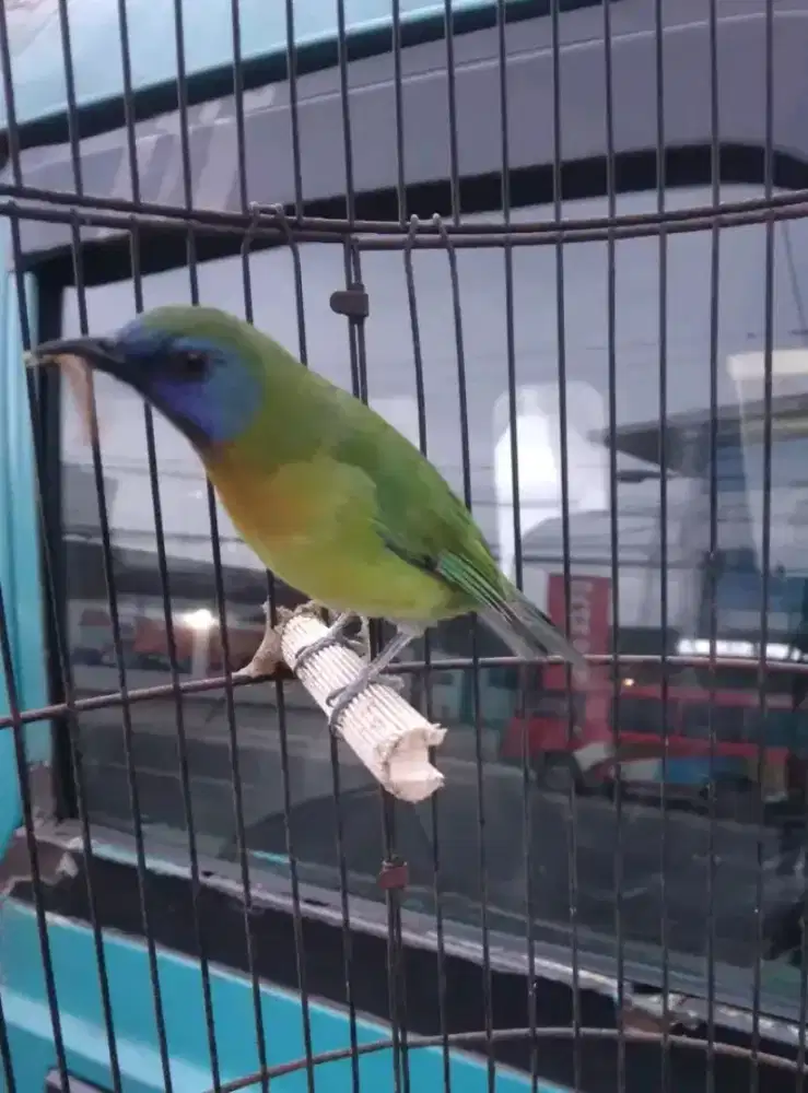 Burung kln0i jantan mulus rawatan