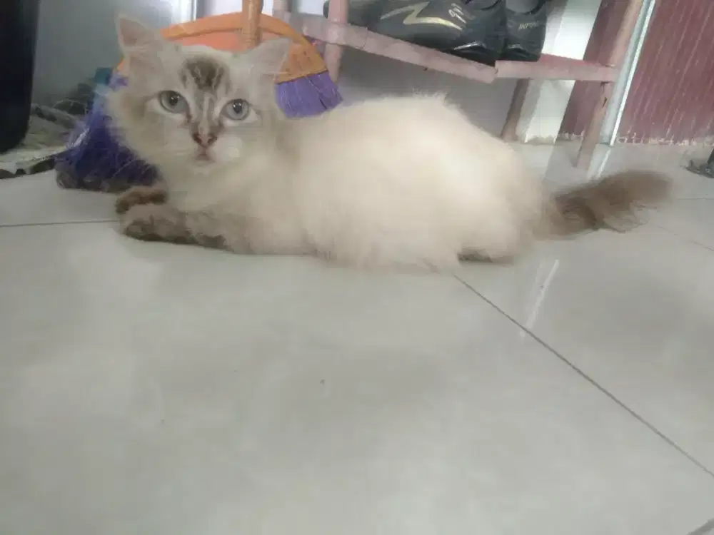 Hibah kucing Persia Himalaya