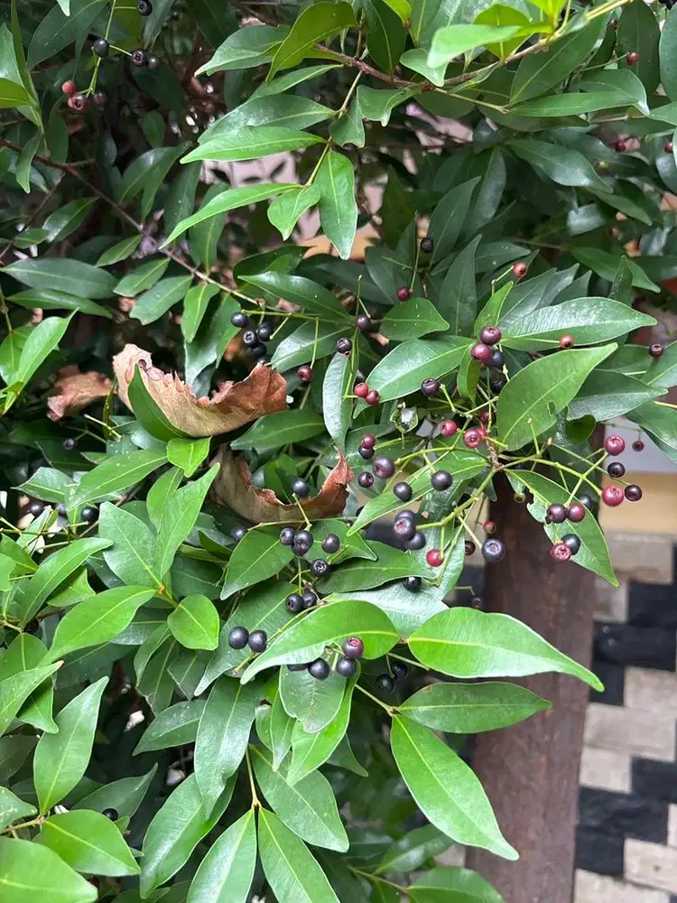 Lowongan ART + Baby Sitter (Full Time)