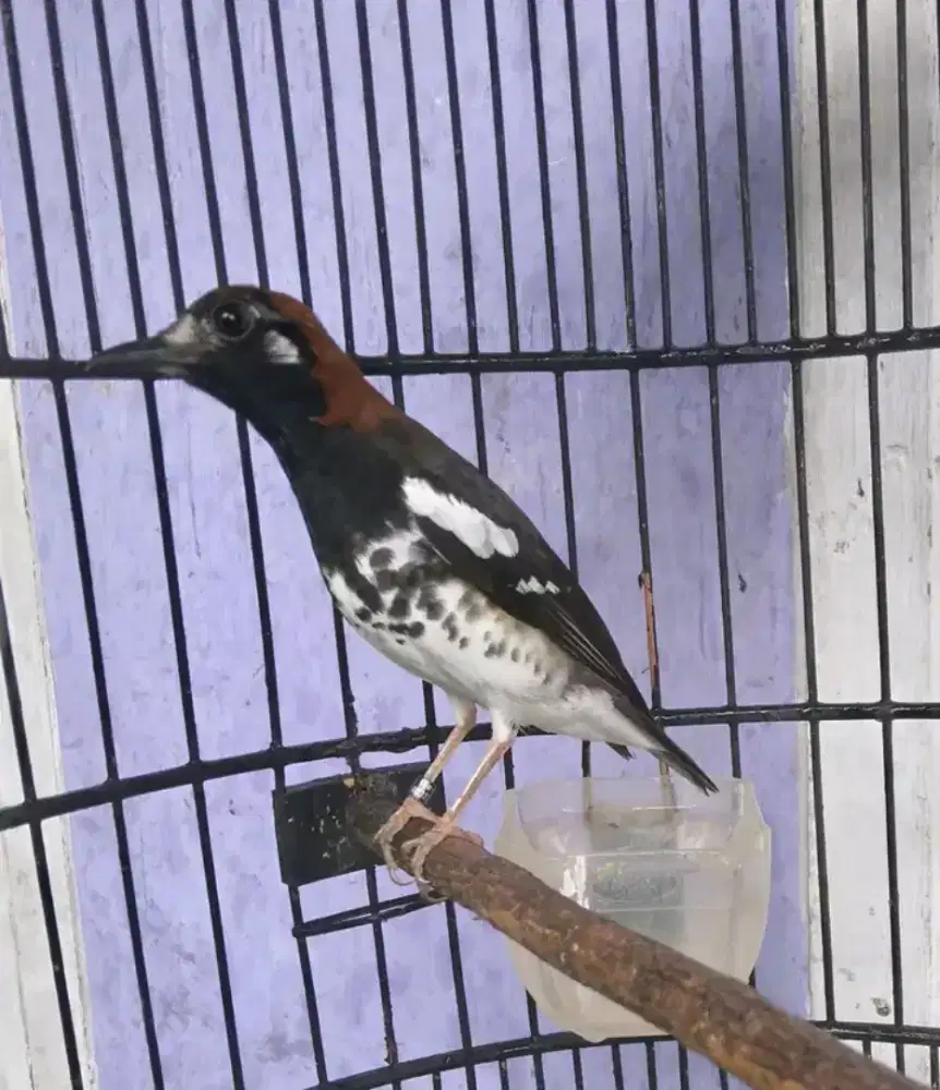 Anis kembang jantan gacoran