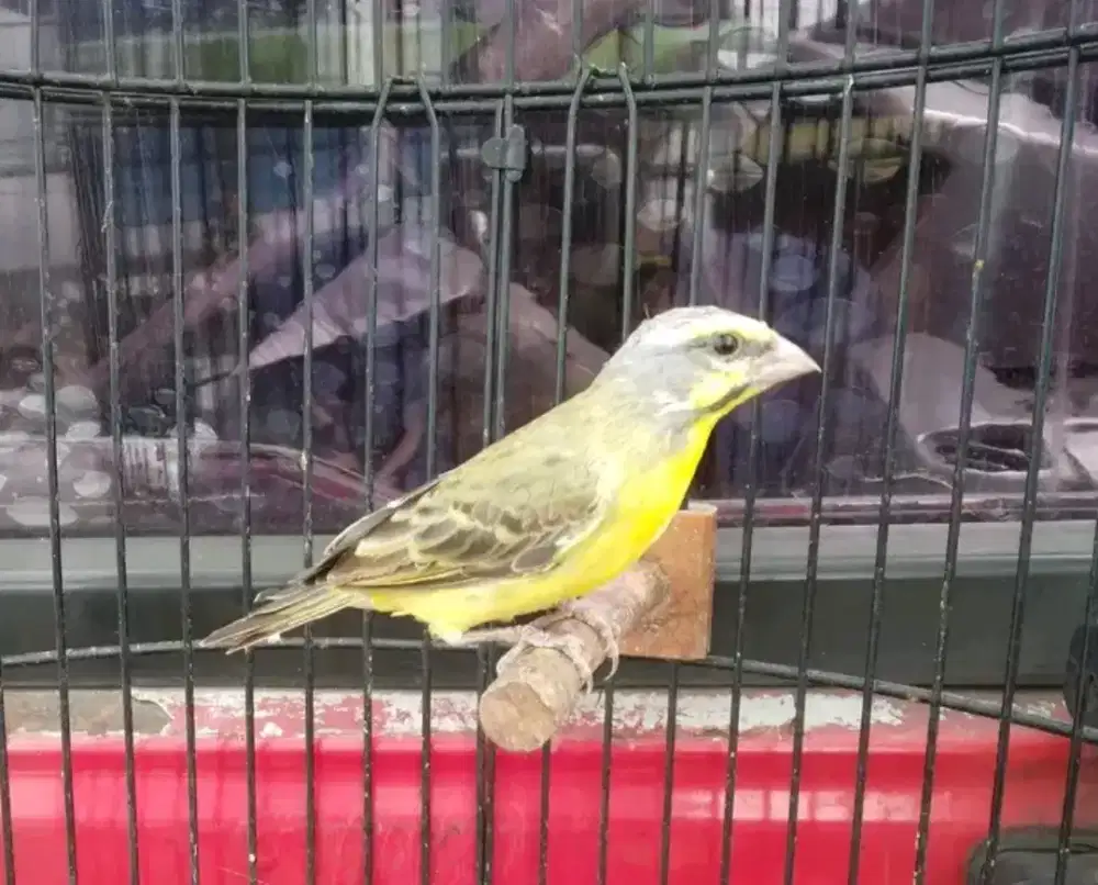 Burung mozambik jantan gacor