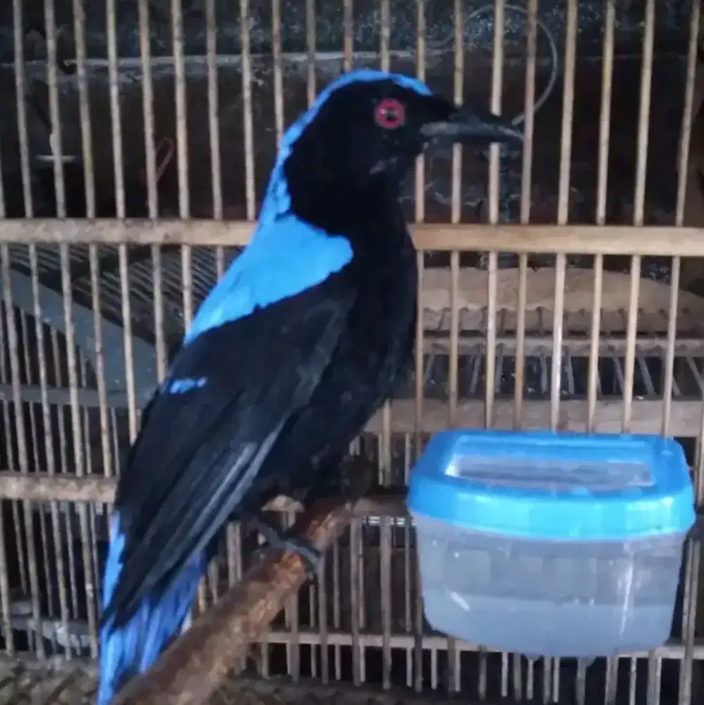 Cucak biru jantan rawatan