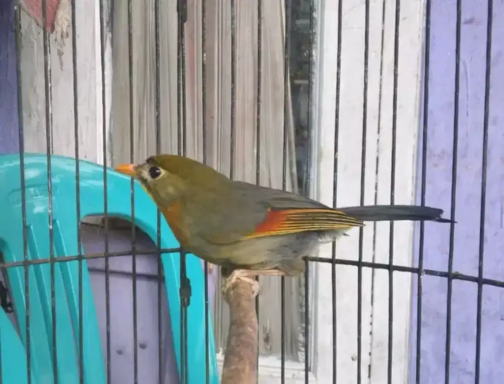 Burung robln jantan rawatan mulus