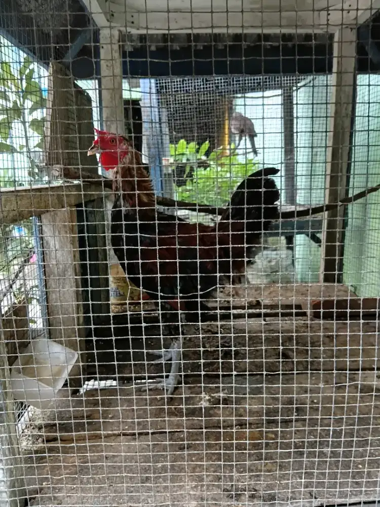 Ayam ketawa umur 3,5 bln