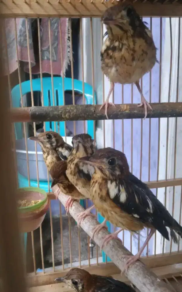 Anis kembang trotol jantan