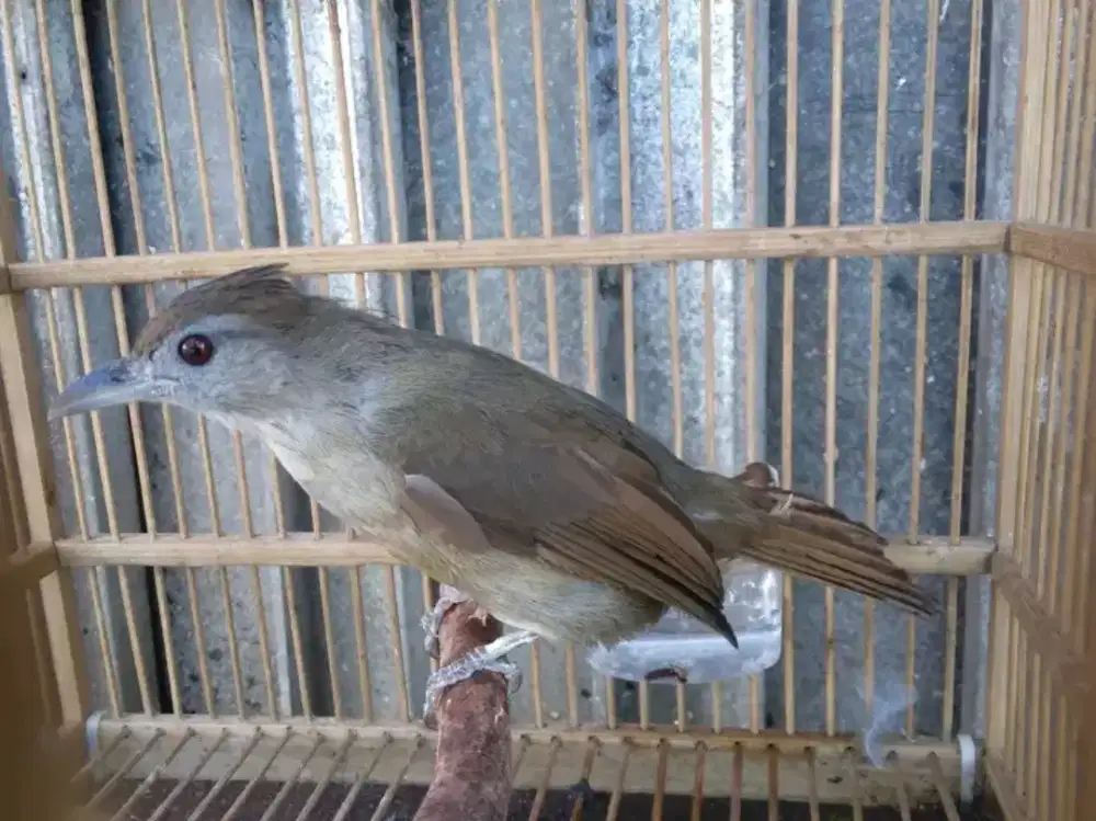 Kapas tembak rawatan mulus