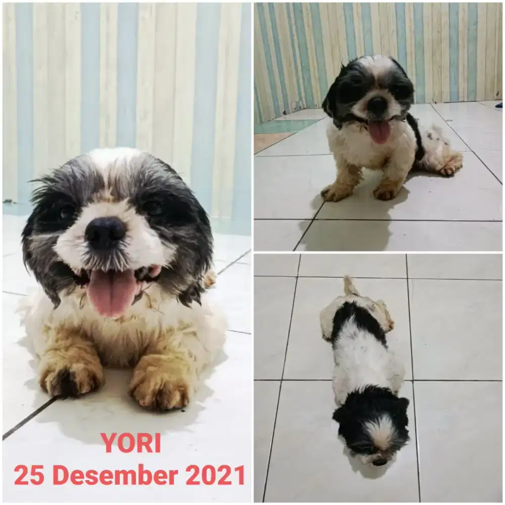 Shihtzu Jantan , Shihtzu Betina , Poodle Jantan