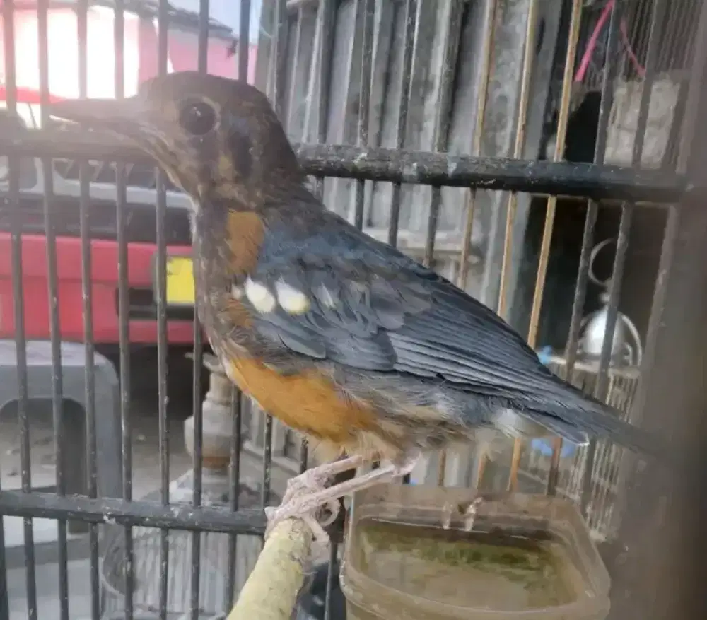 Anis merah trotol jantan