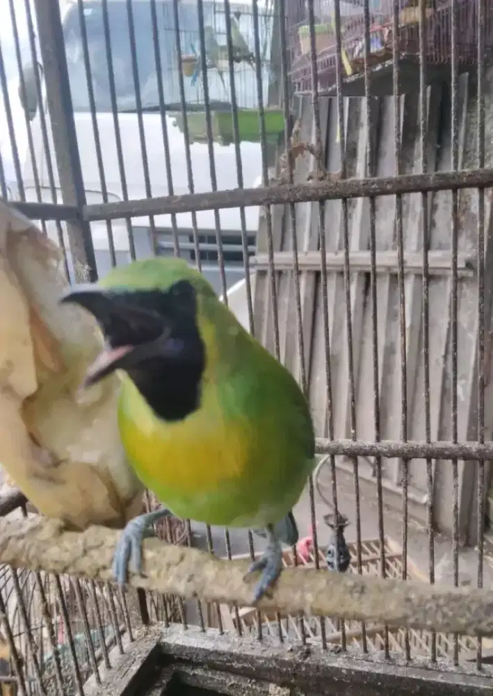 Cucak duan jawa mulus rawatan