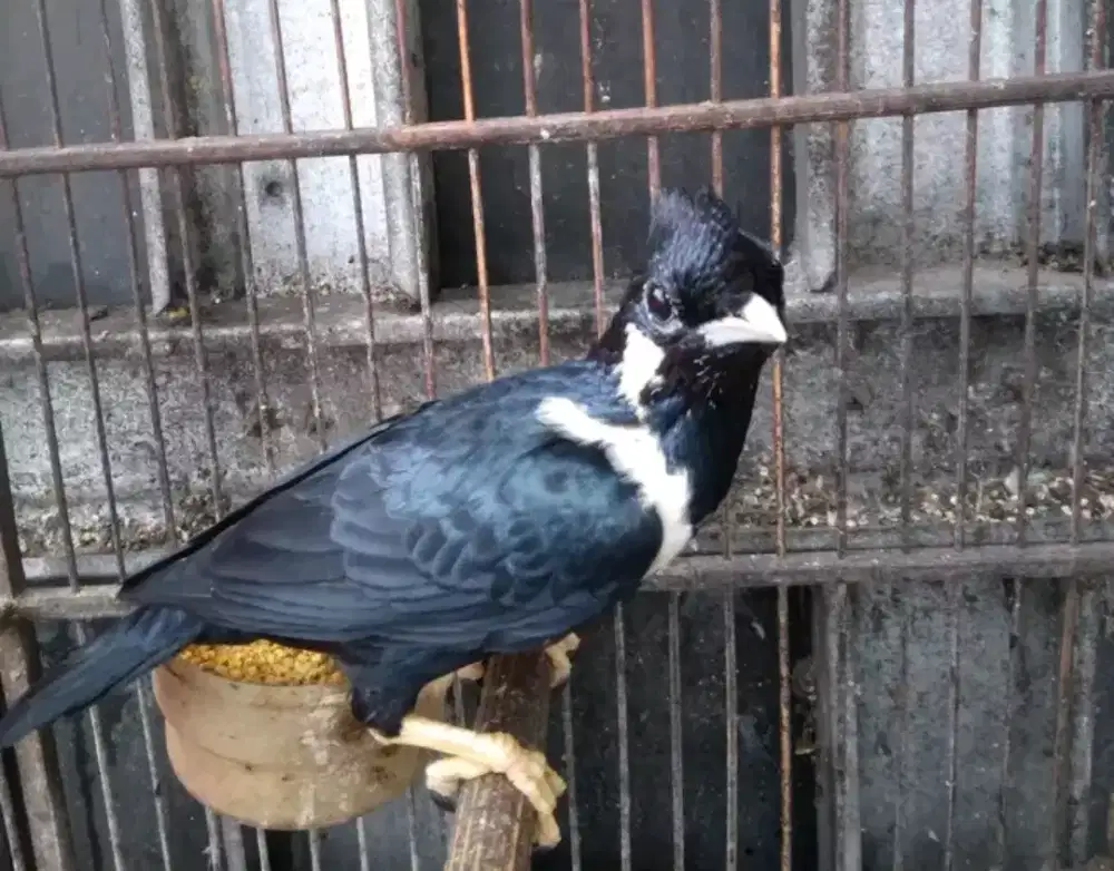 Raja perling sulawesi mulus rawatan