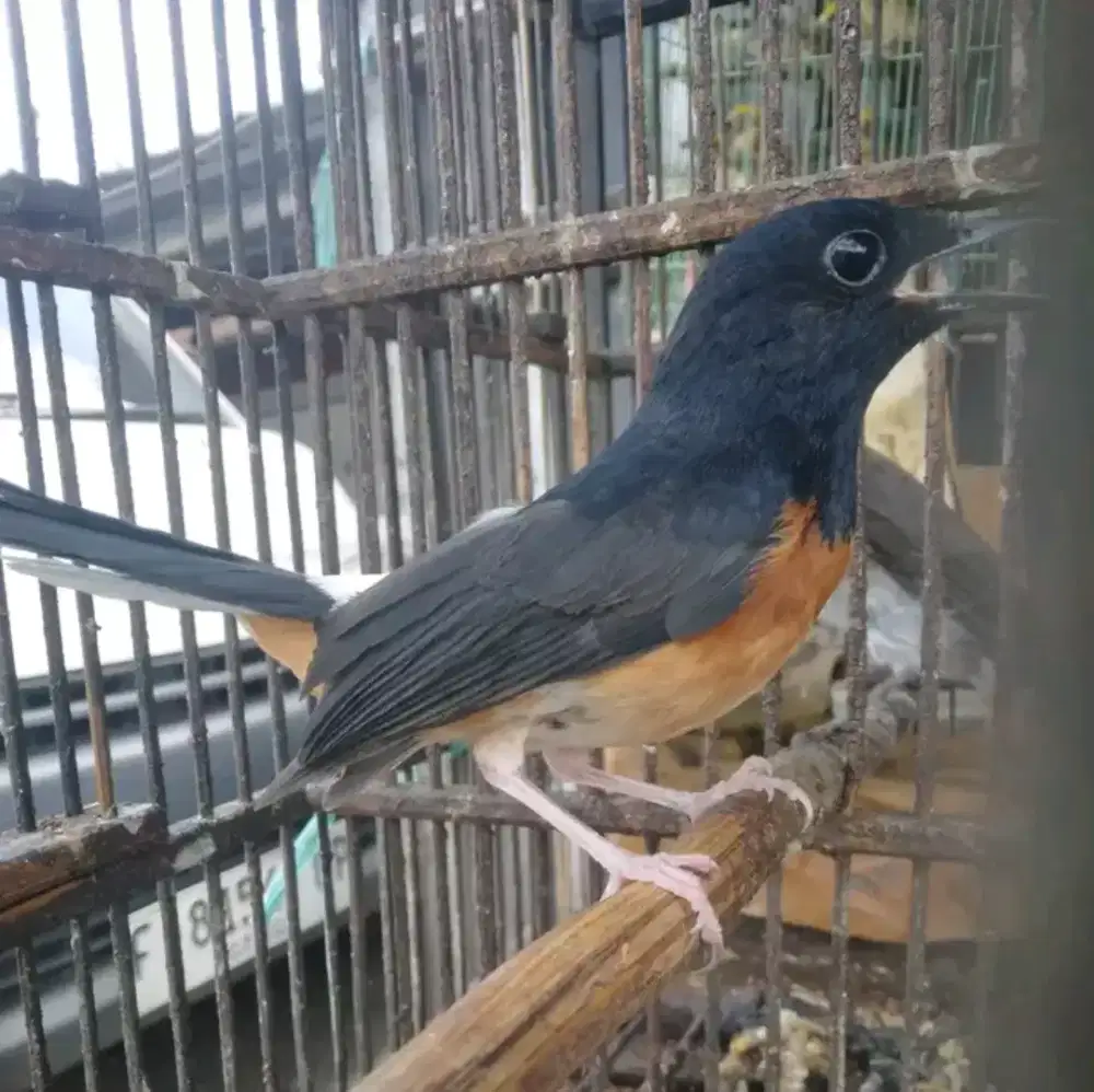 Murai trotol jantan pastol