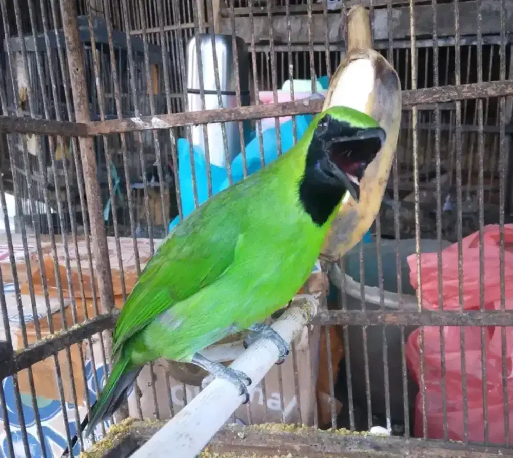 Superbigbanyuwangi rawatan mulus