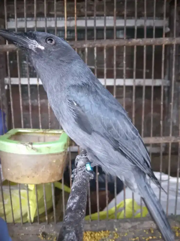 Srigunting abu mata putih mulus