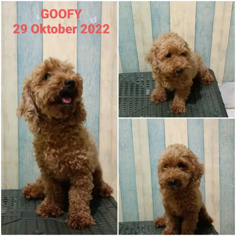 Poodle Jantan Toy Stambum