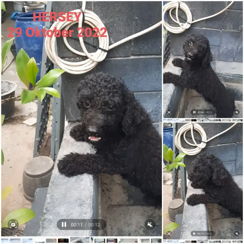 Poodle Jantan Toy Stambum