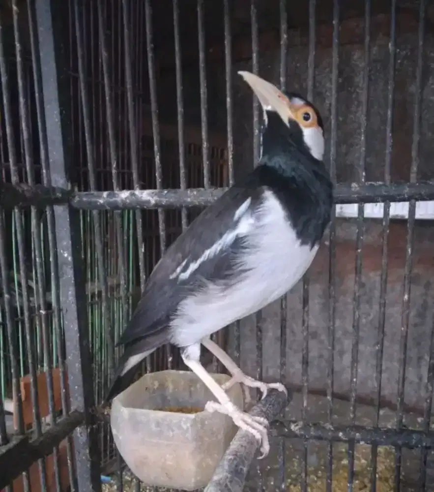 Jalak suren jawa gacor