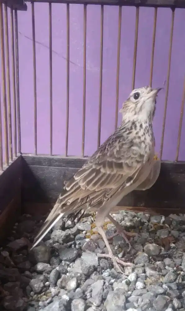 Sonca branjangan vietnam jantan