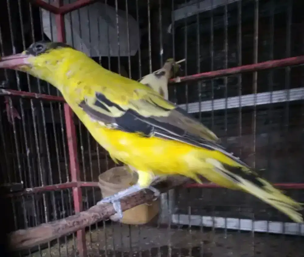 Kepodang mas mulus rawatan