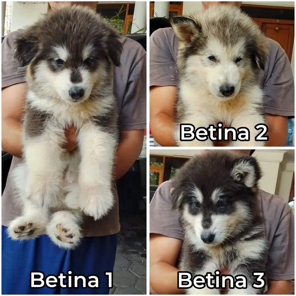 Alaskan malamute puppy betina