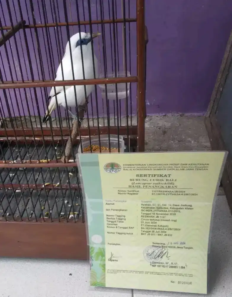 Burung JB legal tangkaran