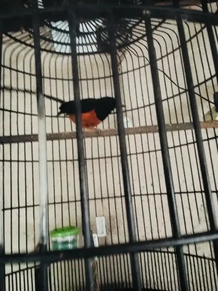 Yang cari amunisi ternak ekor 23