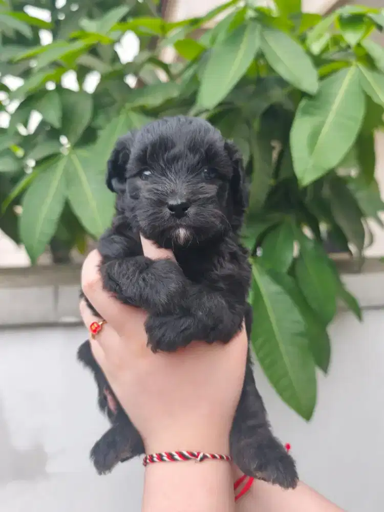 anakan silver poodle betina