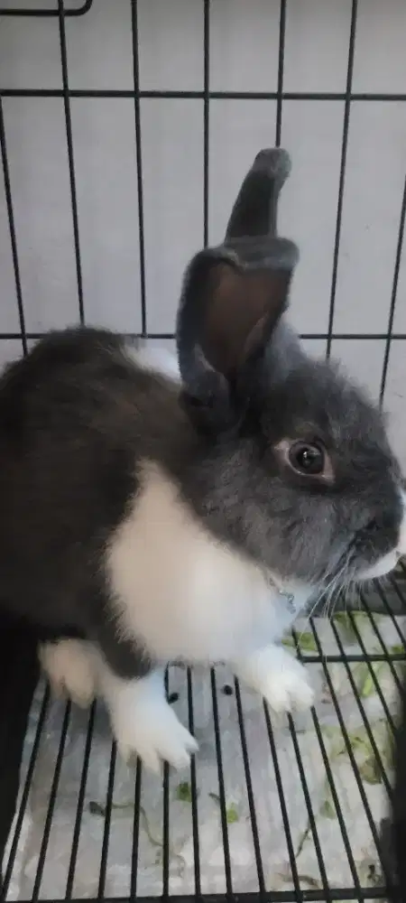 Kelinci gemoy telinga panjang
