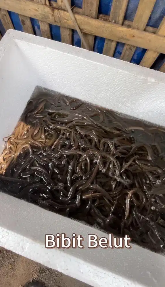 Ready Bibit Belut
