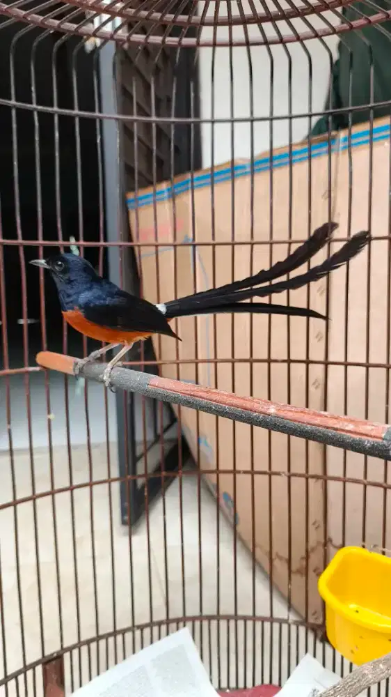 Murai Ekor Panjang Klewer ±26cm