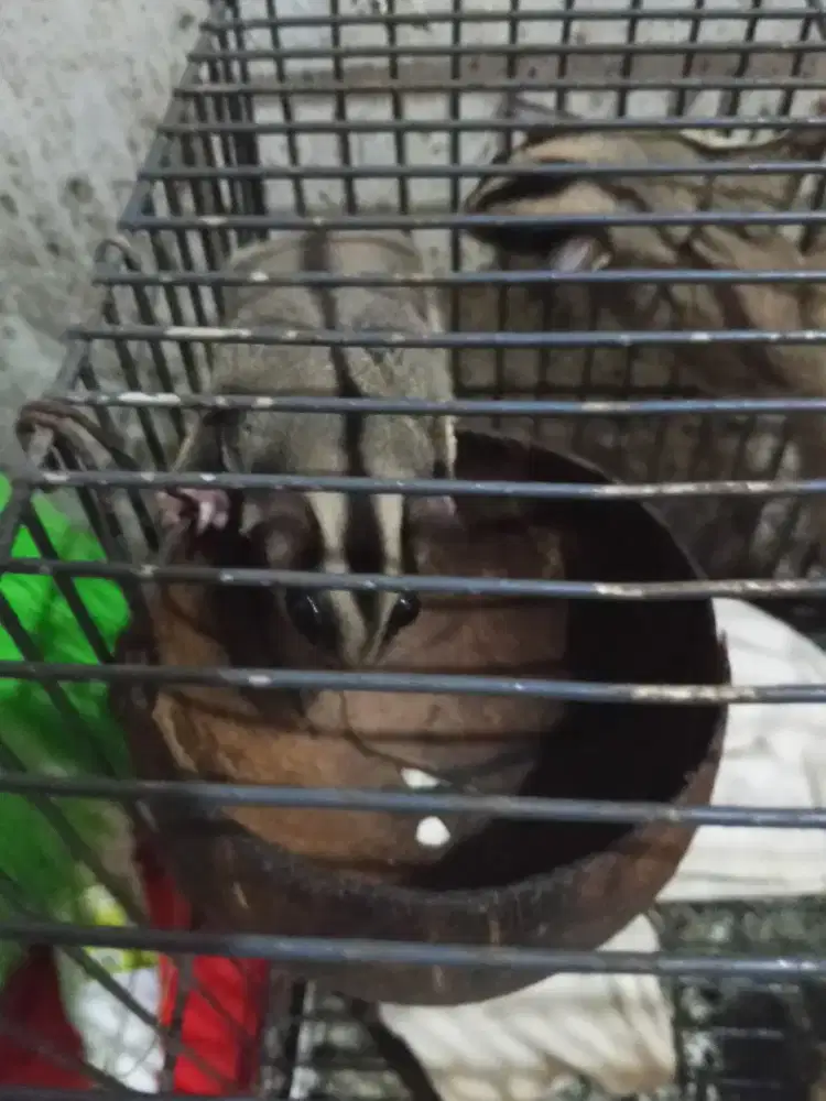 SG dua ekor Betina Semua