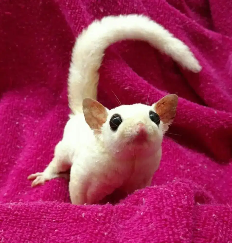 Di Jual Sugar Glider