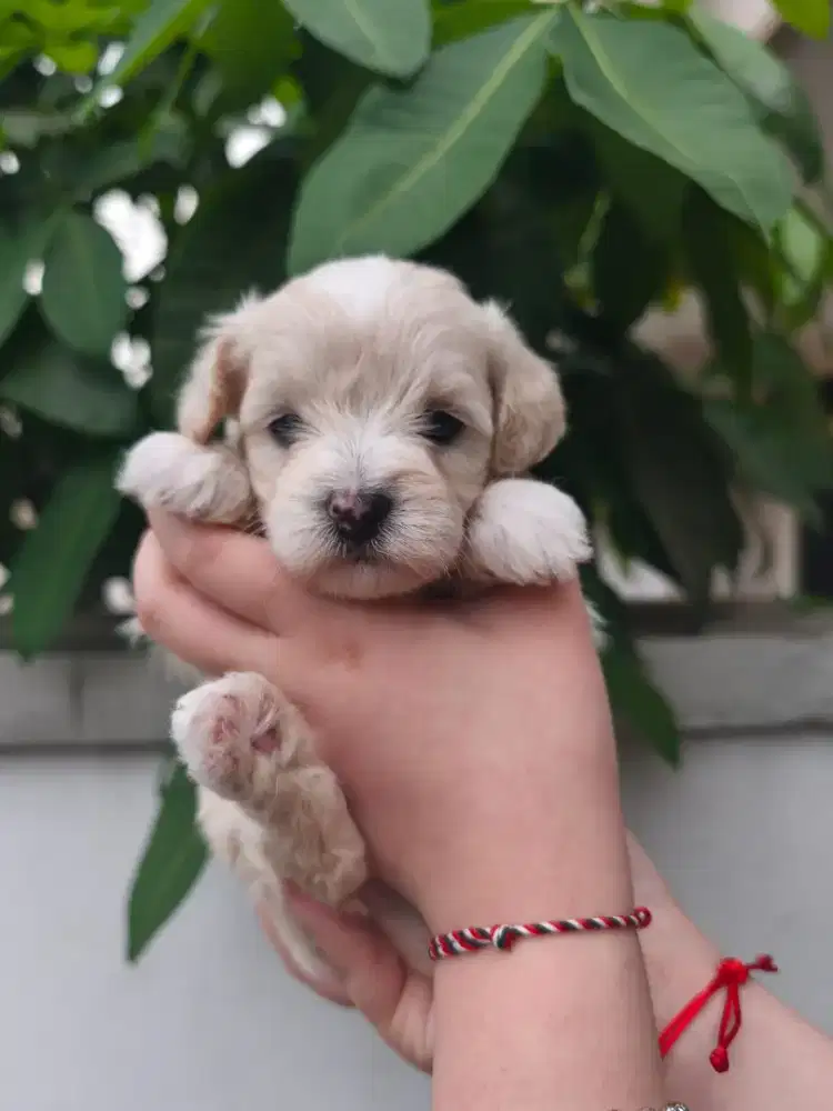 apricot toy poodle betina