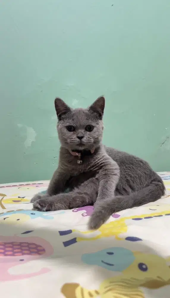 Jual kitten british shorthair