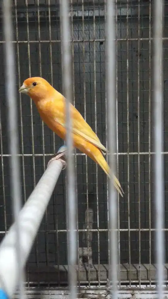 Burung kenari f1sf betina siapan