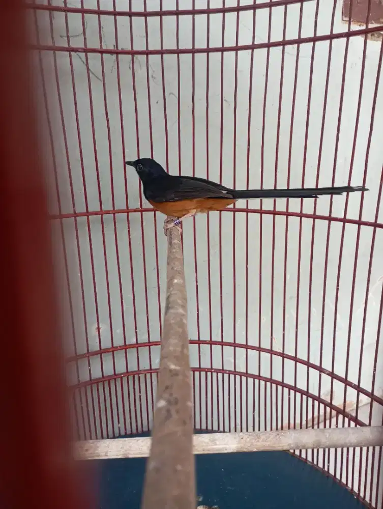 Burung murai pastol dobel ring fullset kandang BnR