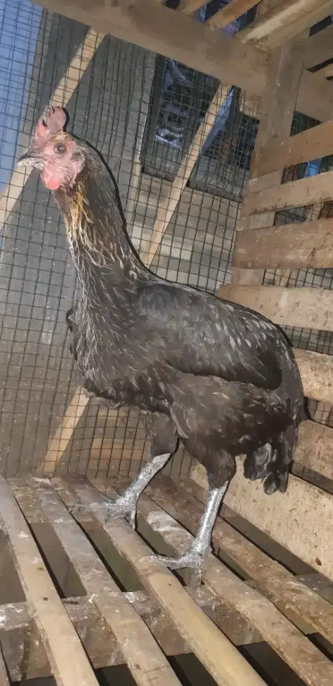 Ayam pelung Betina Babon