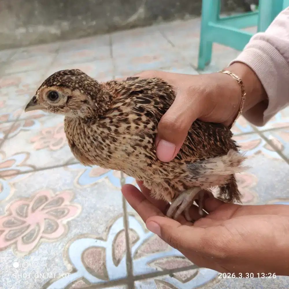 Ayam Hias Ringneck Pheasant Merah