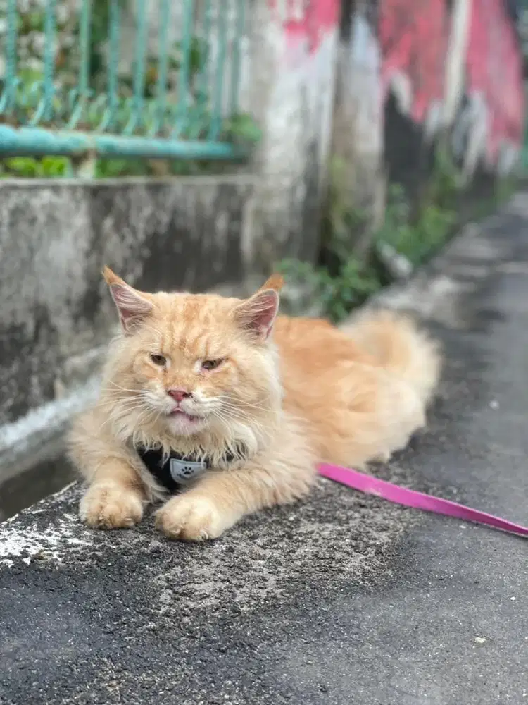 Maincoon pure jantan oren