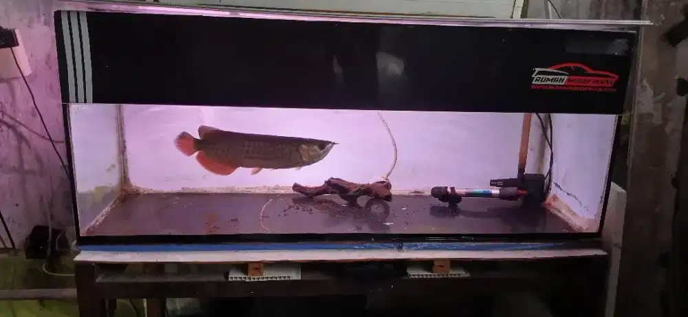 Fullset Ikan arwana Golden Red uk 25 cm + akuarium 100cm