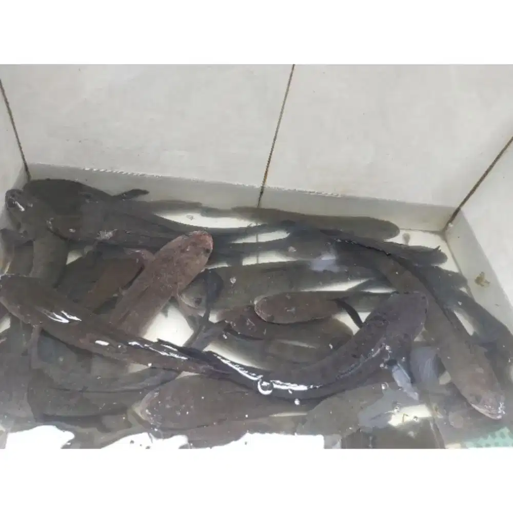 Makanan beralbumin paska operasi