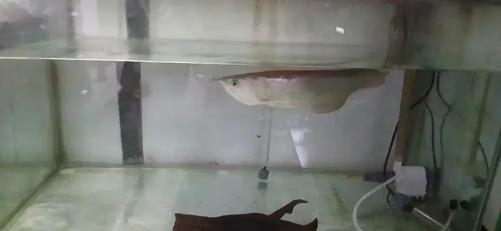 Fullset Arwana Silver ukuran 30 cm + akuarium 90cm