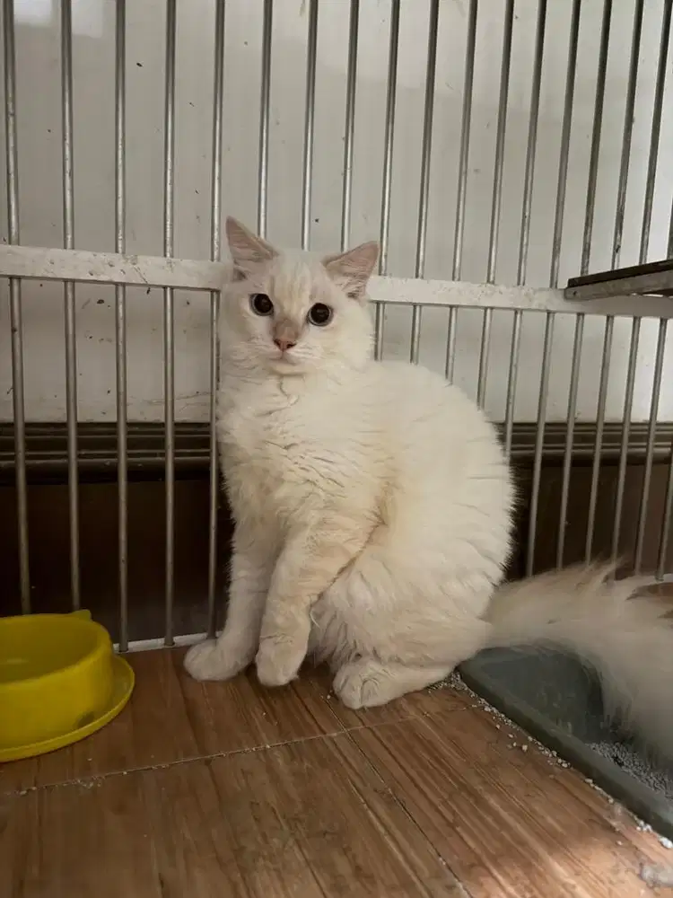 Kucing Putih Kuping Kuning