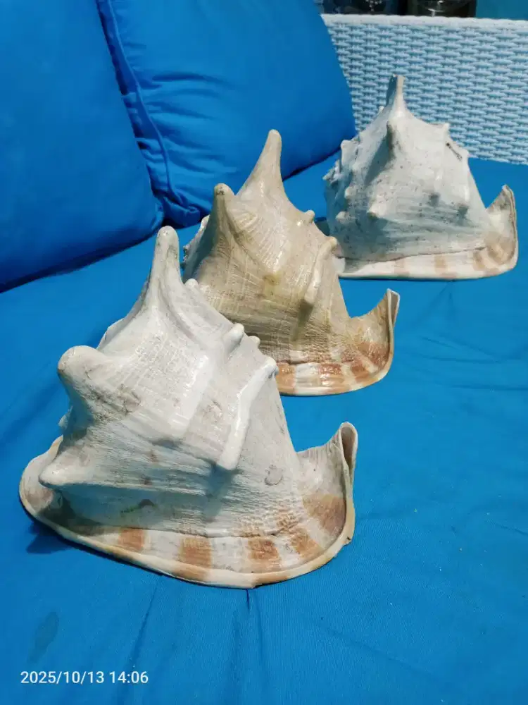 Cangkang keong jumbo