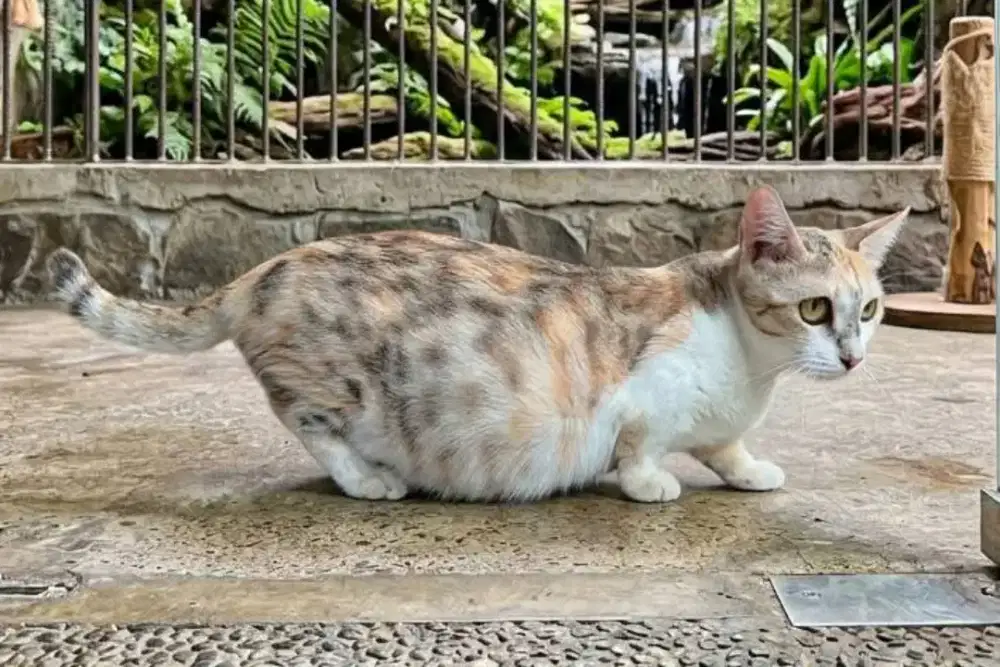 Munchkin betina hamil