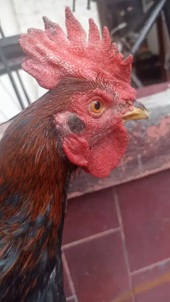 ayam bangkok lamba kaki full sembang