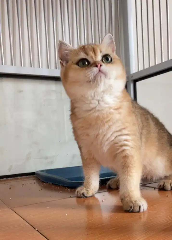 Kucing British Shorthair / BSH / BSH Golden