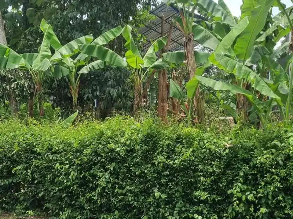 Dijual Tanah Pekarangan di Utara Sendang Jatiningsih Moyudan