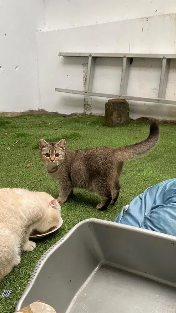 Kucing BSH betina golden